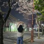 통영 실시간 벚꽃개화상태 24년 3월 24일기준