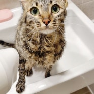 고양이가 목욕을 싫어하는 이유