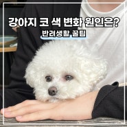 강아지 코 건조할 때 갈라짐, 코 색깔 변화 원인은?