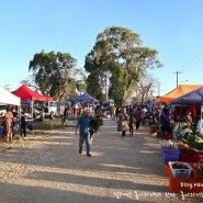 [사이판(Saipan)] 사발루 시장(Sabalu Market) - 토요일 아침시장과 Garapan Public Market