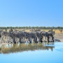 [아프리카 여행] 나미비아 에토샤 국립공원의 얼룩말 / Zebra in the Namibian Etosha National Park