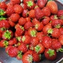 경북 신도청 인근 아이들과 가기좋은 딸기체험농원 달코미농원