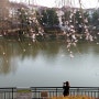 포항 벚꽃명소, 지곡 영일대호수공원 수양 벚꽃 개화, 영일대 벚꽃 축제