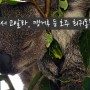 [엄마랑오세아니아여행] #호주 오크베일 동물농장에서 코알라, 캥거루 등 호주 희귀동물 구경하기