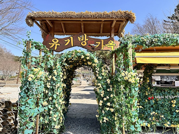 서산 유기방 가옥 수선화 축제 실망하고 왔어요