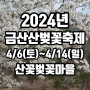 금산 가볼만한 곳, 2024 금산 보곡산골 산벚꽃 축제
