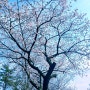 모든 날이 좋았던 봄날 벚꽃놀이