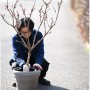 지앤숍 입고식물 🦋🦋🦋 꽃복숭아 만첩홍도 Prunus persica f. rubroplena C.K. 높이 130cm