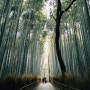 1월의 교토여행 - 1일차 (아라시야마 대나무숲)