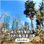 송도 센트럴파크 공원 벚꽃 개화 상황 24년 3월
