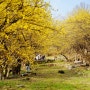 이천 산수유마을- 화사한 산수유 봄꽃이 자아내는 봄의 서정