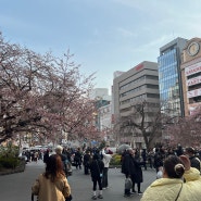 도쿄 여행 2024년 3월 22일 우에노 공원 벚꽃은 아직입니다.
