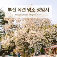 부산 목련 명소 성암사 실시간(3/23) 주차장 포토존