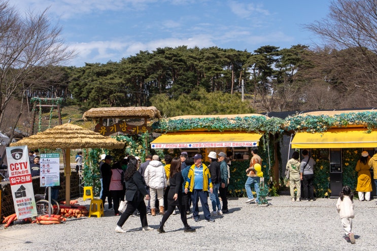 서산 유기방 가옥 수선화