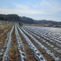 [영월나우리터] 유기농분감자 재배 - 파종 후 비 맞히고 북주기.