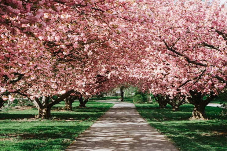 구례 벚꽃길 걷는 축제 구례 300리 벚꽃축제