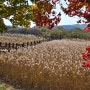 꽃피는 봄날에 '안산갈대습지' 뿌리기. / 고요한 작업. 이성혜