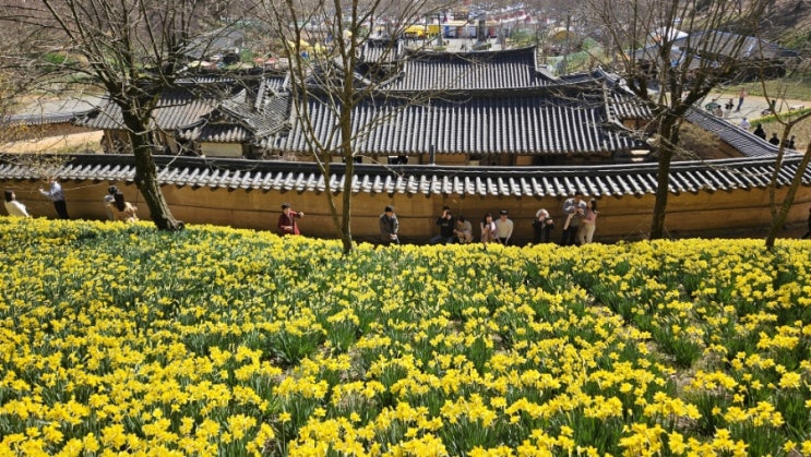 서산 유기방가옥 수선화 축제 다녀온 후기 입장료 개화현황