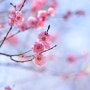 구름산과 도덕산, 화사한 봄꽃 힐링 산책 - 2024년 3월 23일(토)
