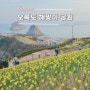 부산 오륙도 해맞이 공원 수선화 3월 개화 상태 리뷰