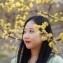 서울 꽃구경 가볼만한곳 올림픽공원 산수유길 나홀로나무