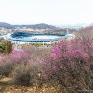 부천 원미산 진달래 동산 꽃축제장 개화 생태