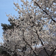 24년 3월 4째주 대구 수성못 벚꽃 현황 / 수성못 둘러보기