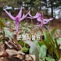 얼레지 꽃이 핀 성남 은행식물원 (2024. 03. 25)