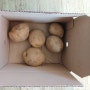 올웨이즈 올팜 감자 수확 후기
