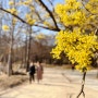 서울숲 봄 햇살 받으며 나들이 산책