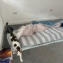 영국 집에 잘 도착한 코숏 고양이들 복이 똑이 : 강아지 고양이 영국 입국 출국 이민 유학 절차 비용