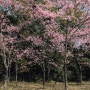 후쿠오카 벚꽃 개화 상황 (니시공원, 후쿠오카 성, 마이즈루공원 벚꽃 명소 포인트 알려드림)