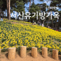 천안 근교 여행 충남 서산 수선화 축제 유기방가옥 후기