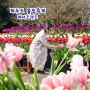 봄꽃축제 3월 4월 제주 튤립축제 메이즈랜드 소요시간 제주도 놀거리