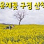 Jeju 유채꽃 산책코스