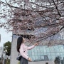 부산 해운대 달맞이길 벚꽃 개화시기 실시간 현황