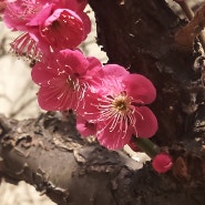 서울의 봄꽃 구경하기