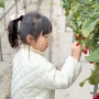 대구근교 딸기체험 고령 다산딸기조합농원 아이와 주말나들이