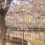창원 벚꽃 명소 창원대 호수 청운지 3월에 가볼 만한 꽃놀이 장소
