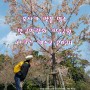 오사카 벚꽃 명소 만국박람회 기념공원 벚꽃 개화시기 만개 사쿠라 엑스포
