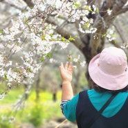 예래생태공원 제주 벚꽃 실시간 개화상태 봄나들이 축제 논짓물 까지 걷기좋은길