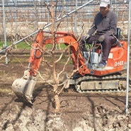 대추나무 성목 보식 옮겨심기 이식 가식 나무 심는 방법