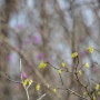 한국 특산종 히어리꽃과 봄의전령사들