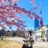 봄날의 도쿄타워 벚꽃명소🌸 , 도쿄타워 사진명소