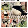 푸바오 친구 판다들이 사는 중국 옌청 동물원 盐城大丰港动物园 심쿵주의