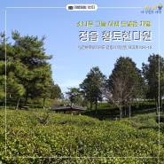 [정읍편] 소나무 그늘 아래 드넓은 차밭 '황토현다원'