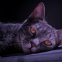 상징주의와 은유의 사용: 뜨거운 양철 지붕 위의 고양이