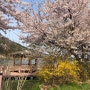 [여수/승월마을] 벚꽃 터널을 볼 수 있는 여수 돌산 승월마을 개화 상황
