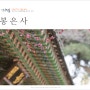 서울 혼자 여행 서울 사찰 봉은사 홍매화