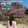 3월 서울 꽃구경 창덕궁 홍매화 주말 개화 상황